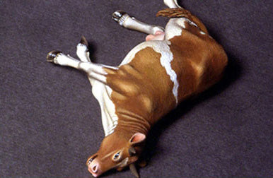 def-model-do35a02-dead-cow-1-35-figur-resin-unbemalt image 1
