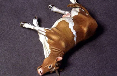 def-model-do35a02-dead-cow-1-35-figur-resin-unbemalt image 1